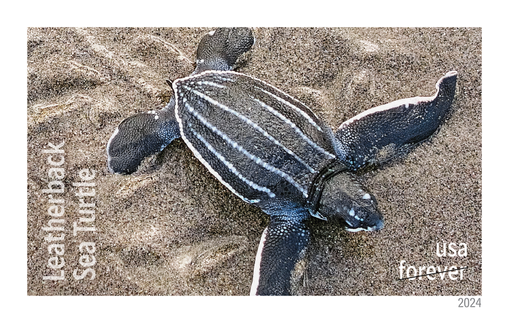 2024 Protect Sea Turtles Stamps - Forever Stamps